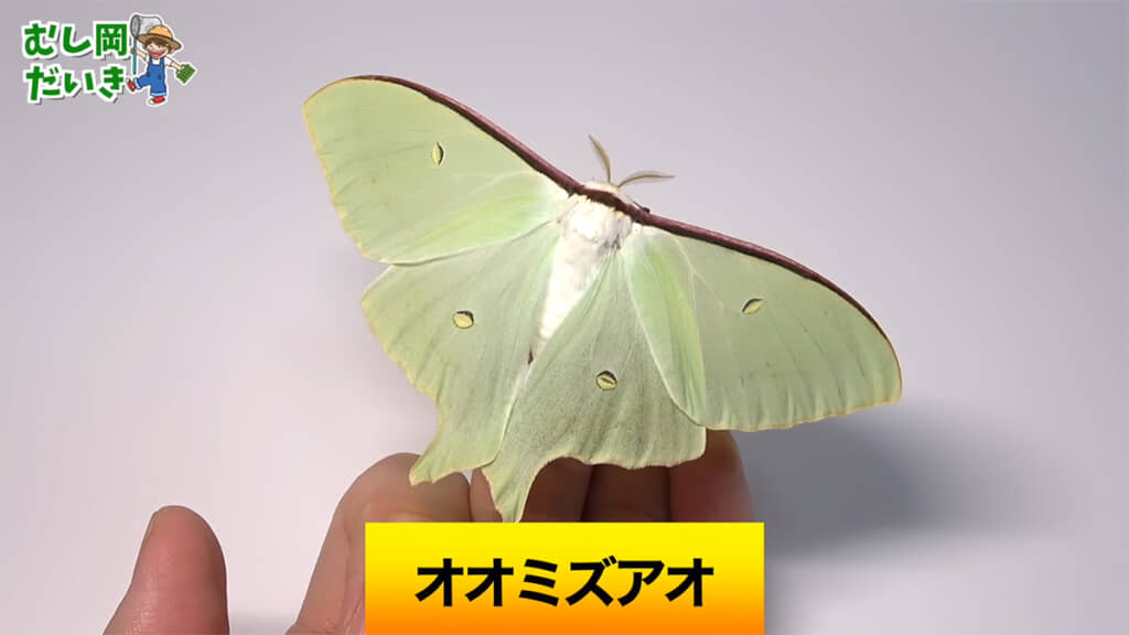 美しいオオミズアオが羽化しました