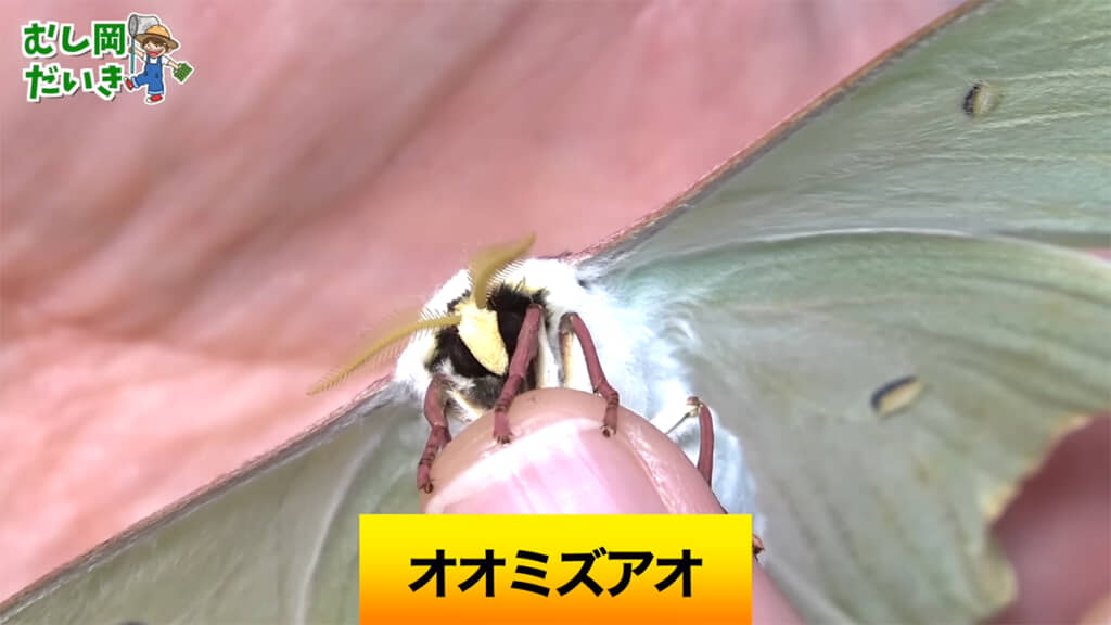 もふもふした体がかわいいです◎