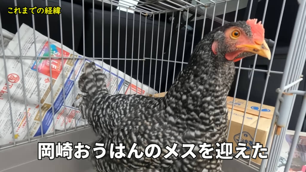 迎え入れた「岡崎おうはん」のメス