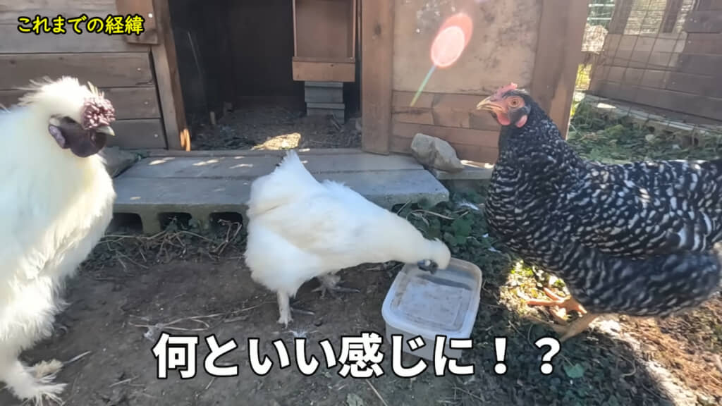 烏骨鶏カップルとはいい感じ?