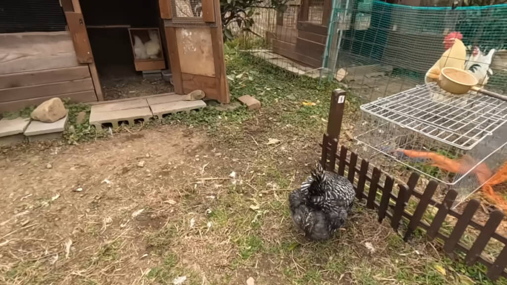 烏骨鶏カップルが“岡崎さん”を避けている?