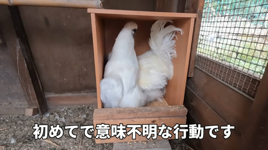 初めての行動に飼い主さんも戸惑う