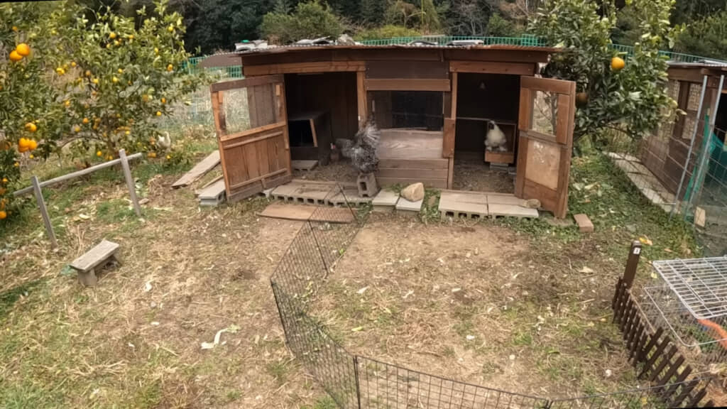 チャボ小屋のほうへ越境する岡崎さん