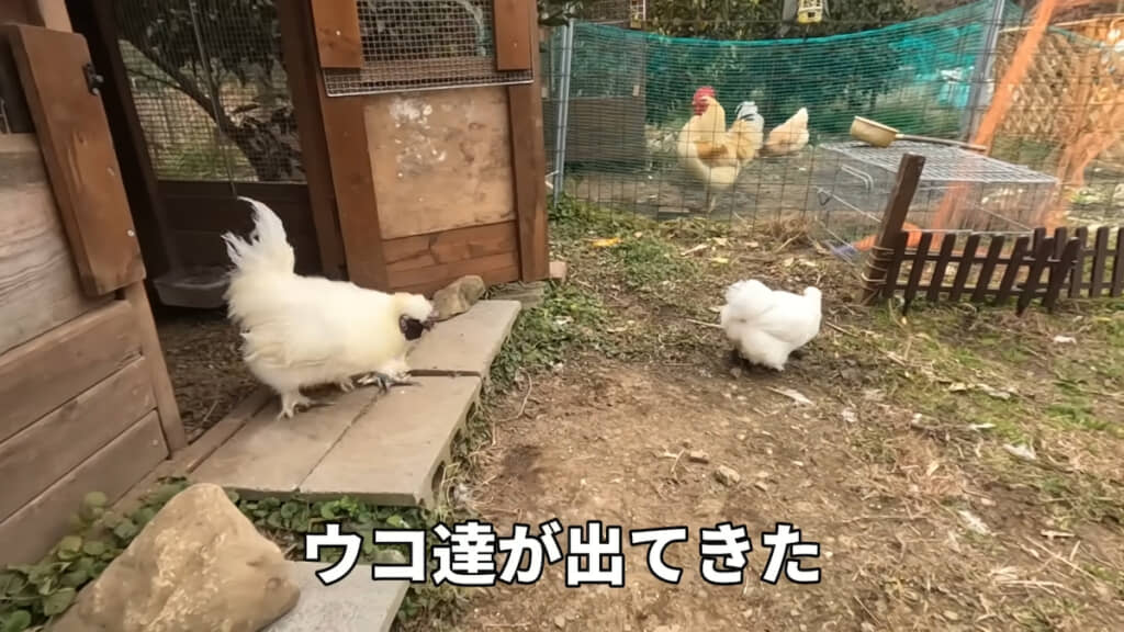 岡崎さんがいなくなると烏骨鶏カップルが外に出てきた