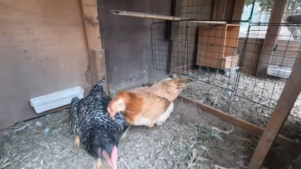 チャボから突かれて退散する岡崎さん