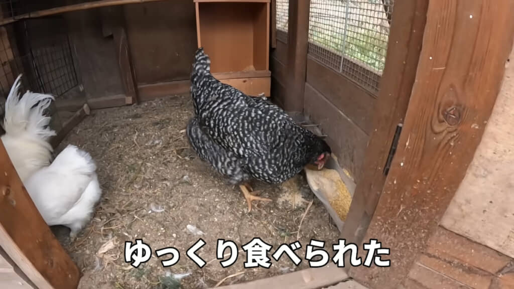 烏骨鶏小屋に戻りエサをついばむ岡崎さん