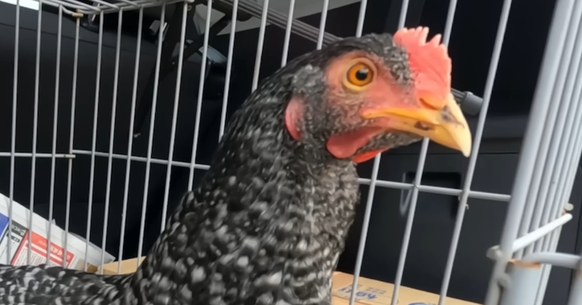 ニワトリ小屋に“新入りのメス”をお迎えしたら……　思わぬ光景に「人間の世界と同じ」「幸せになれますように」（1/3） | その他生き物 ねとらぼ