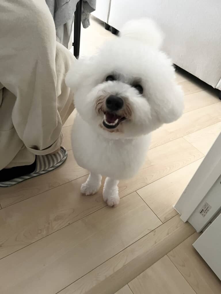 ふわっふわのポポちゃん