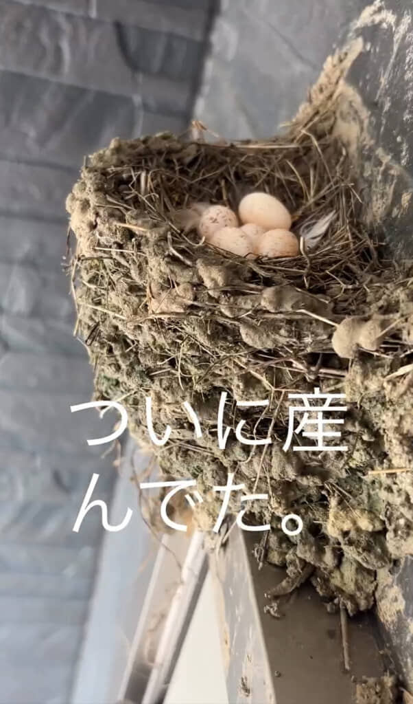 卵だ……!!!!