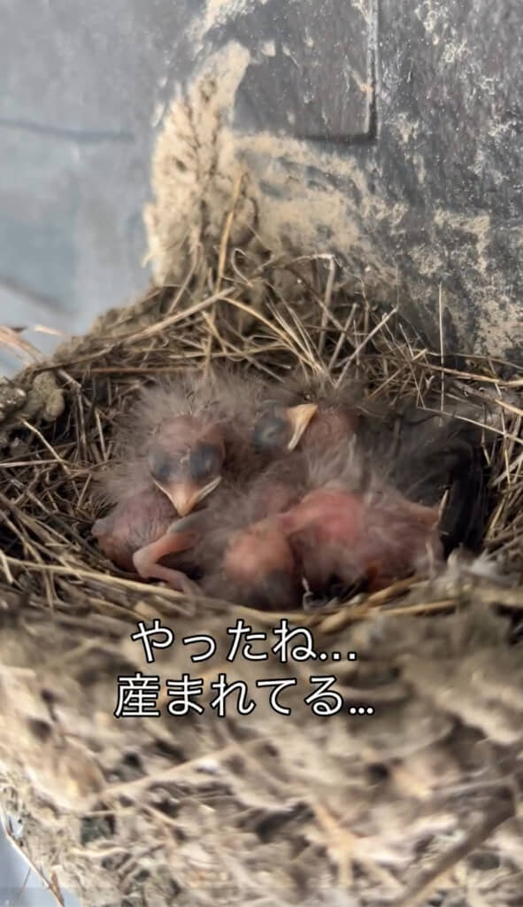 ひなも無事に誕生