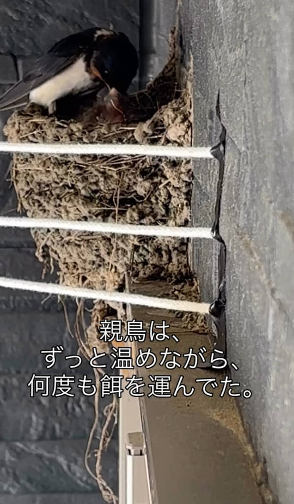 懸命に子育てする姿に胸を打たれます