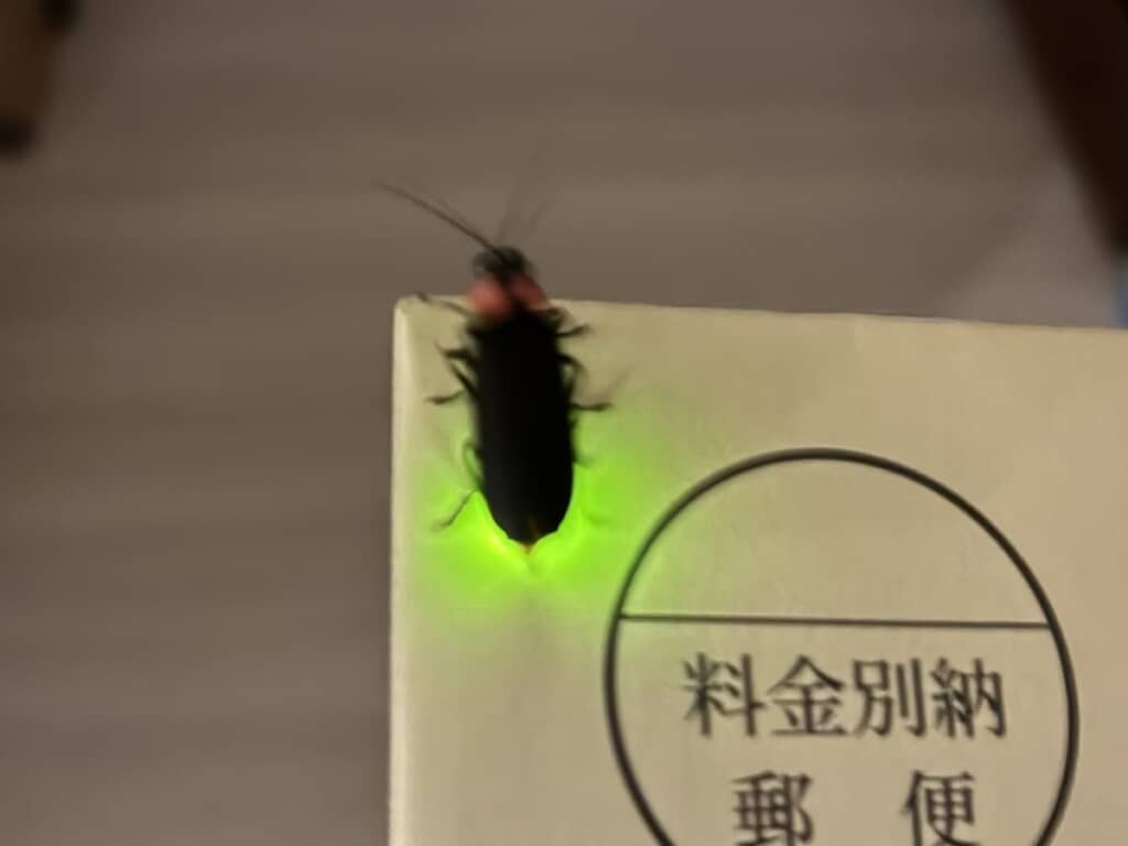 郵便物に1匹のホタルが！