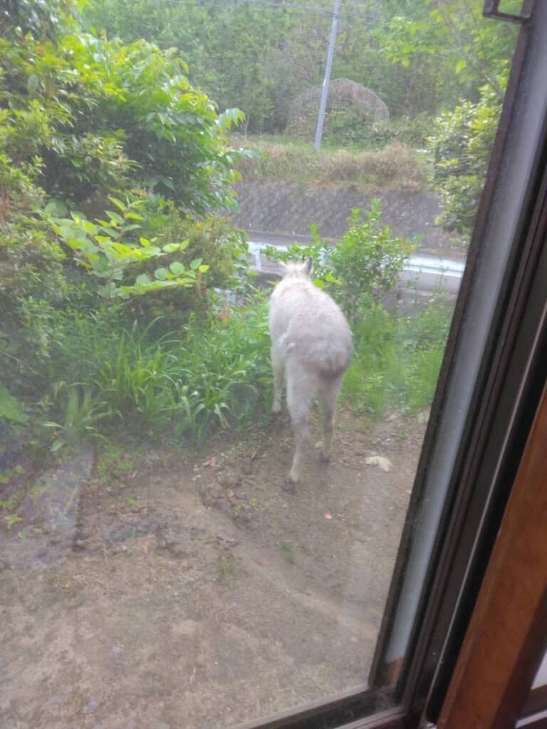 ニホンカモシカでした