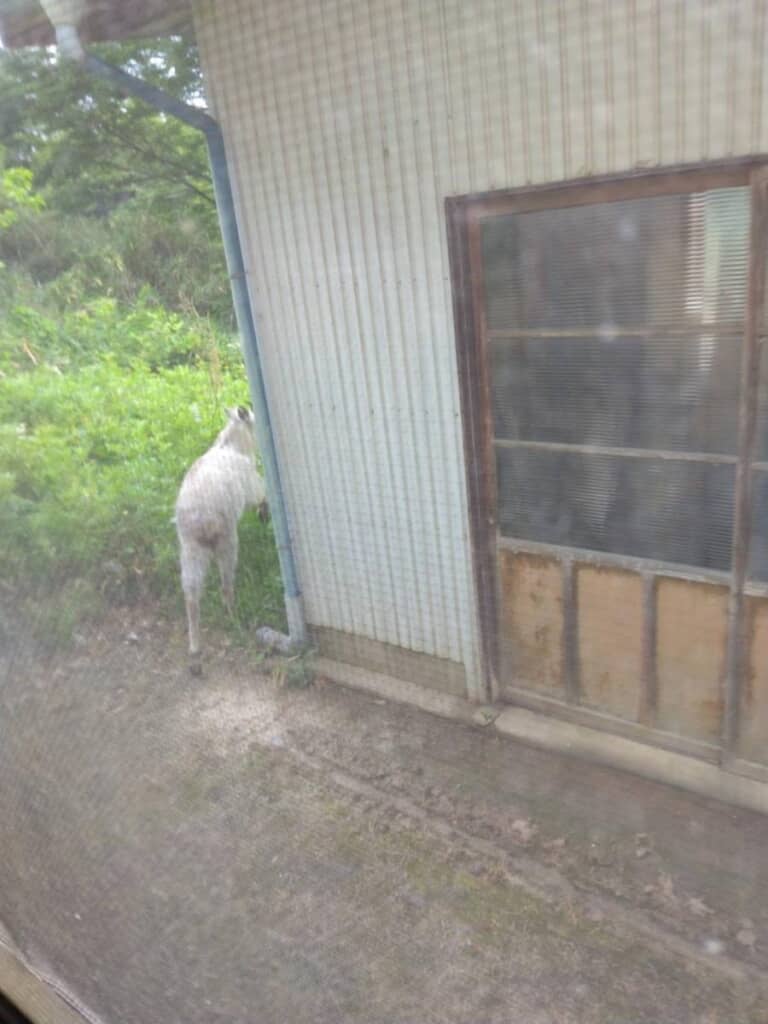 ふらっと森へ帰って行きました