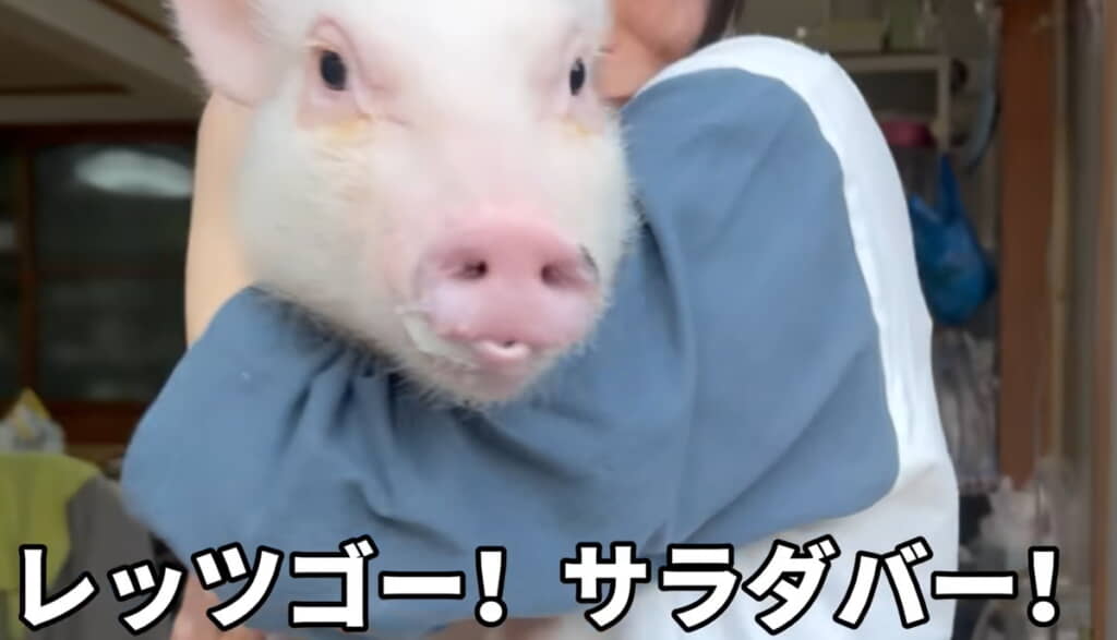 くりーむくん、初めての畑へ！