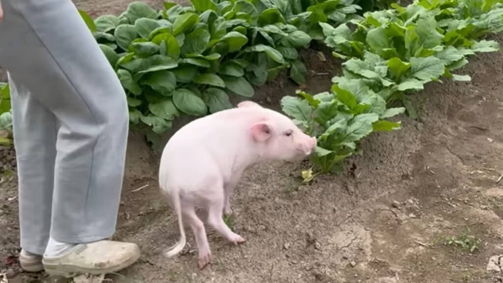 小松菜の匂いをチェックして