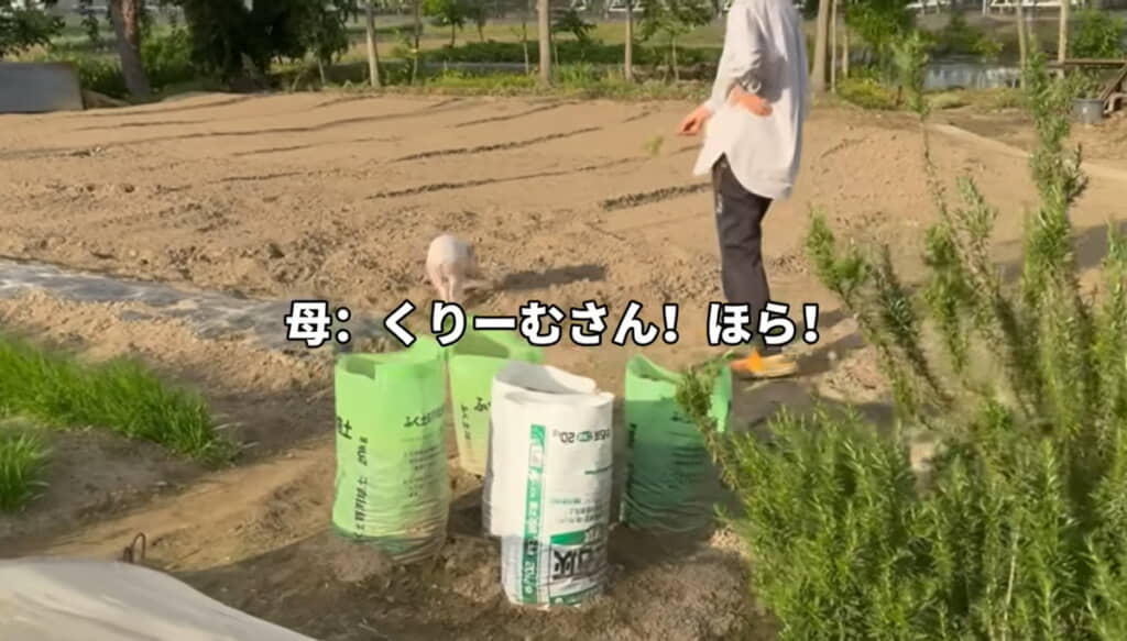 お母さんに小松菜を見せられるも興味なし
