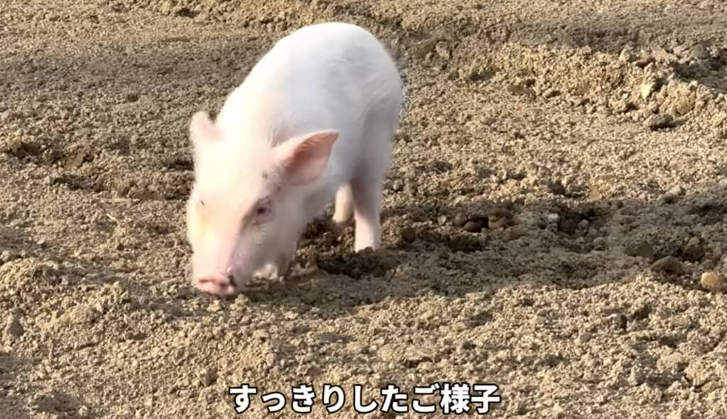 畑でトイレを済ませてスッキリ