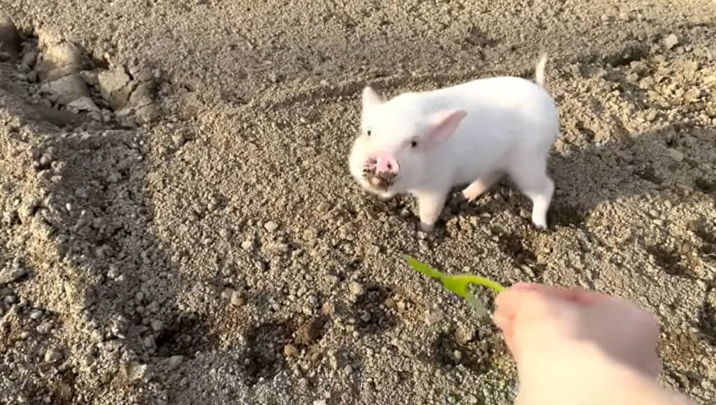 お鼻に土をいっぱいつけてかわいい