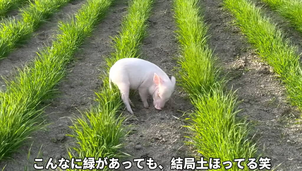 やっぱり気になるのは土