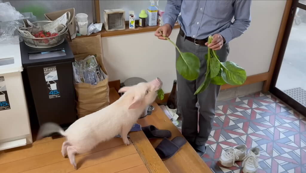 あれ？　収穫した小松菜は食べてる……！