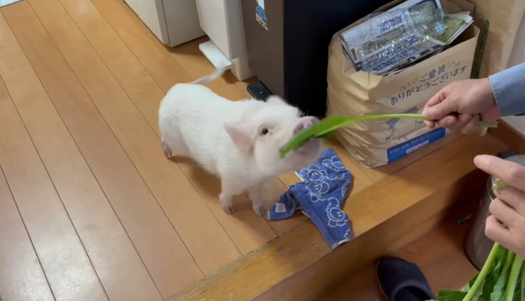 おいしそうにもぐもぐ