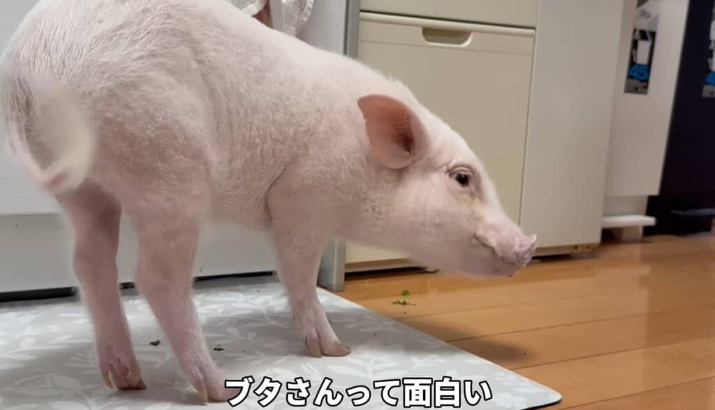 こだわりがあるくりーむくんでした