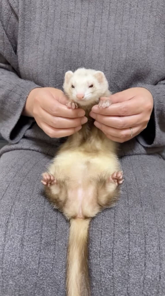 きーちゃんの前足を持ってダンス！