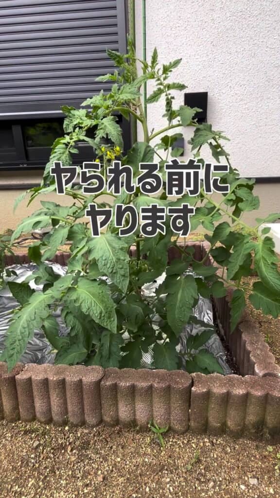 実を付け始めたトマトの株