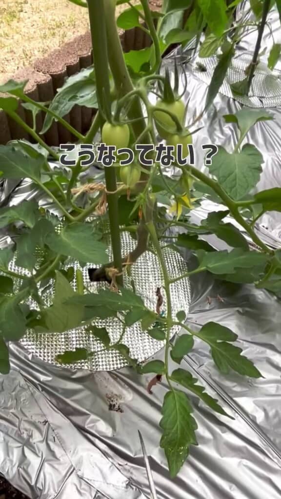 自重で地面に接している葉
