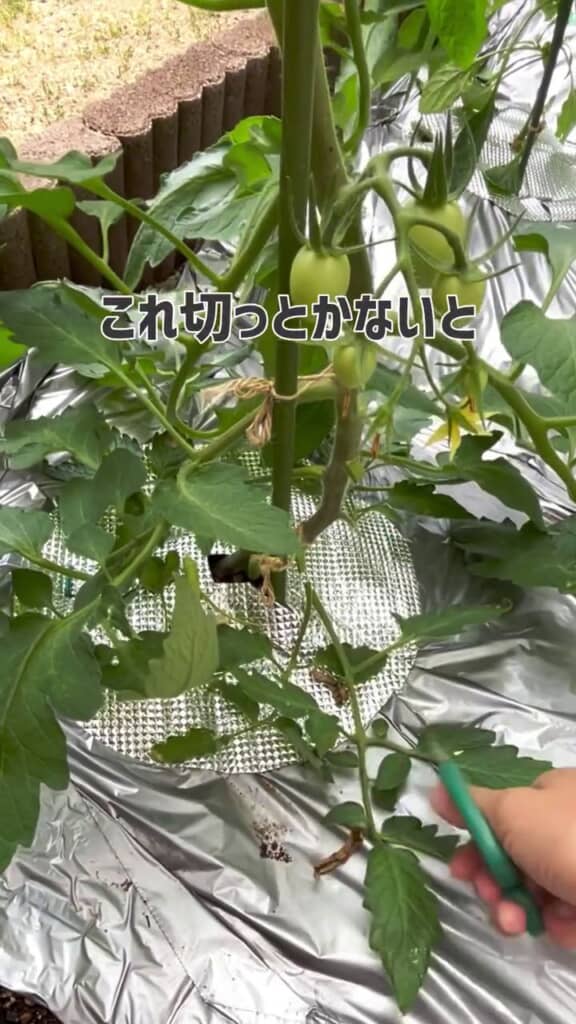 地面に接している葉をハサミでカット