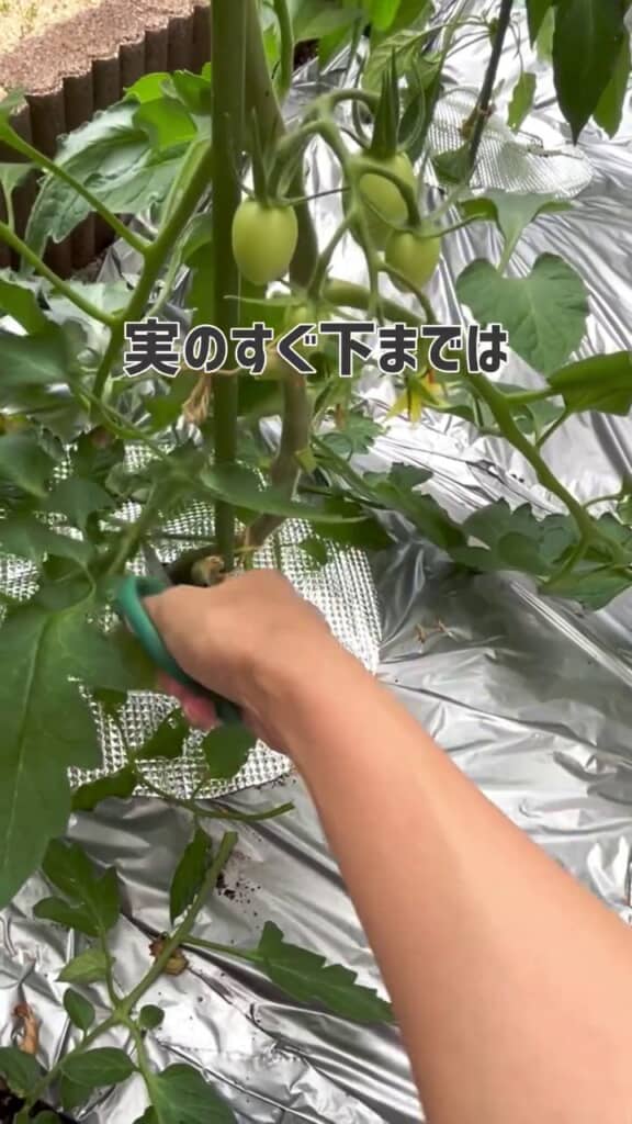実の真下あたりに生えている葉をカット