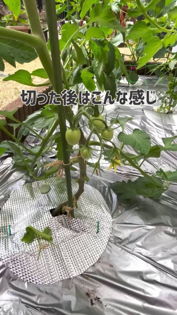 一部の葉がなくなってスッキリした株元