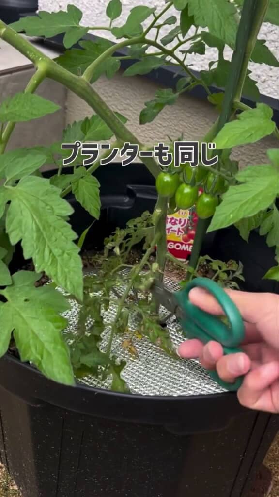 プランター栽培のトマトにも摘葉を行う