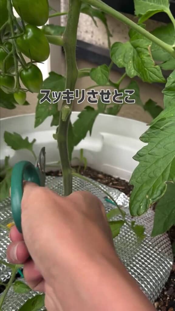 梅雨入り前には葉を落としておく