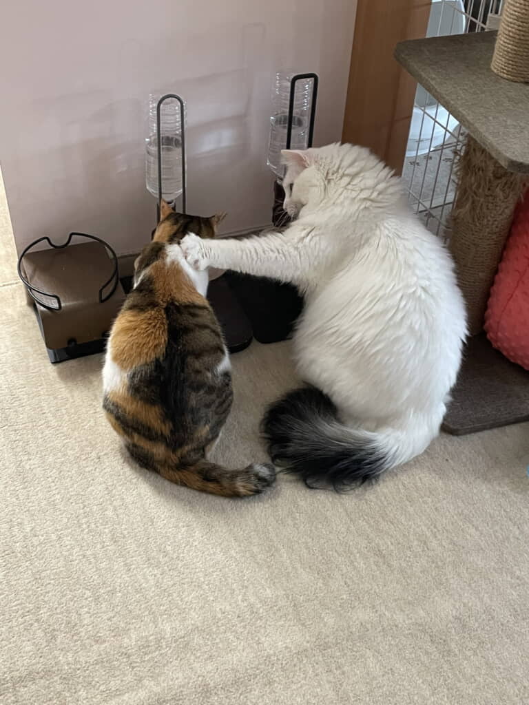 大きなおててをポン