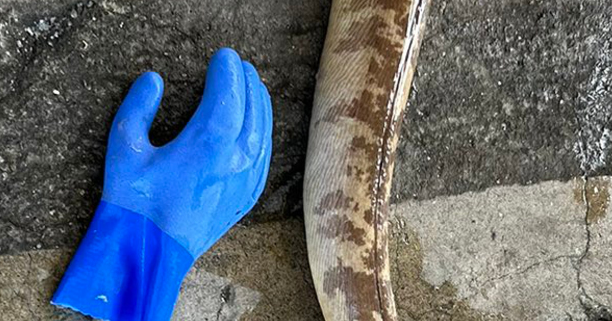 「なんだこれ…」 漁師に「初めて見る」と言われた“謎の生き物”が270万表示 「こわっ!」「まじで見たことない」(1/2) | その他生き物 ねとらぼ