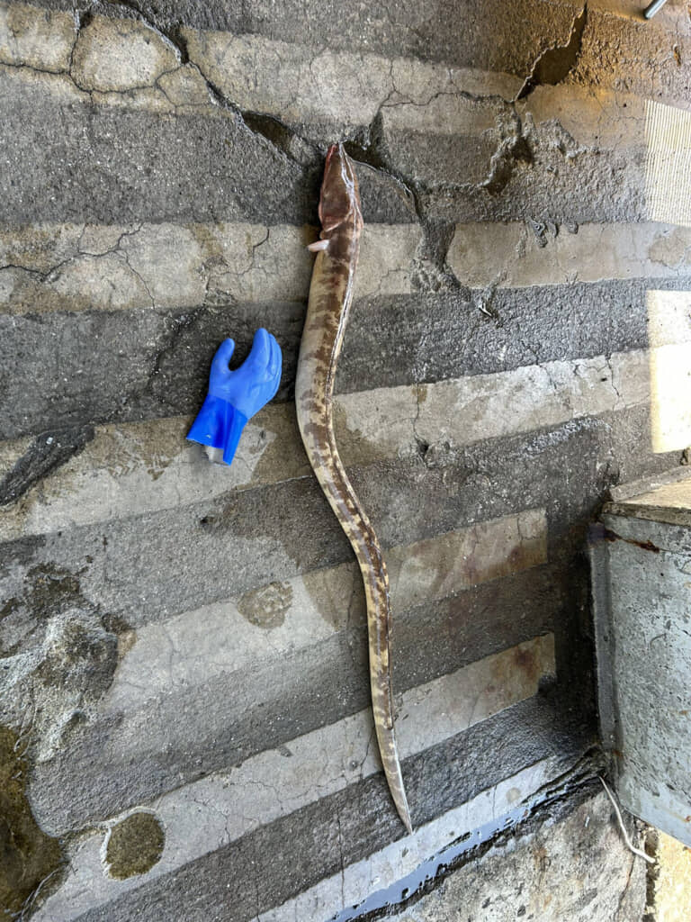 気になるこの生き物の正体は……