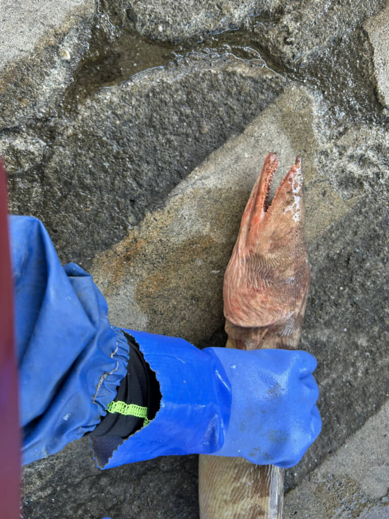 目に対して口の大きさがデカすぎてビックリ