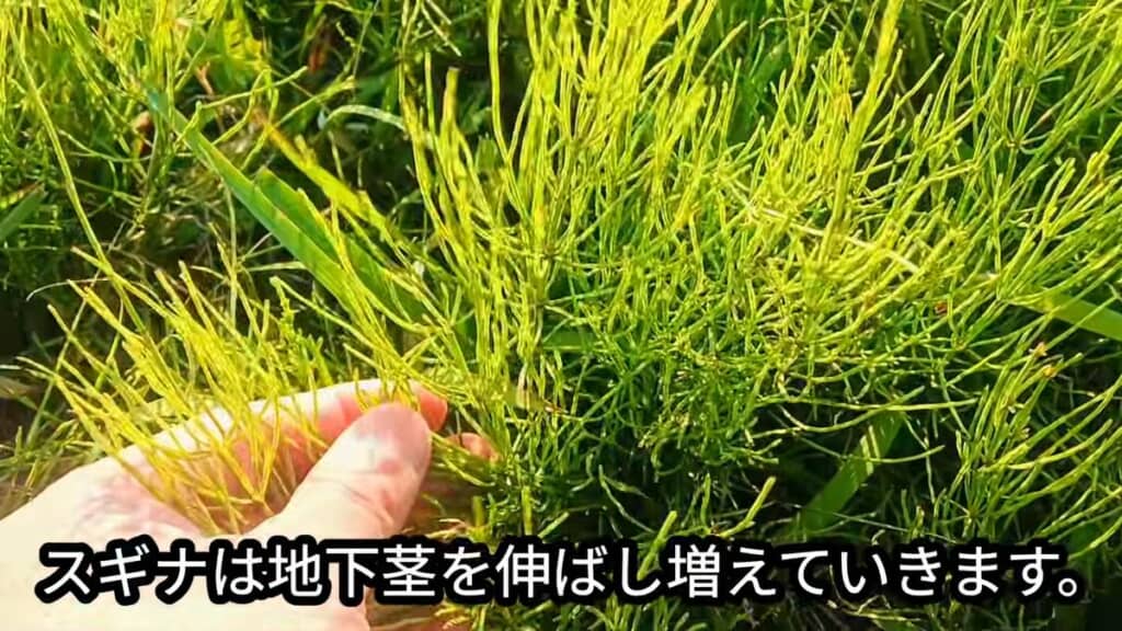 大量に生えているスギナ
