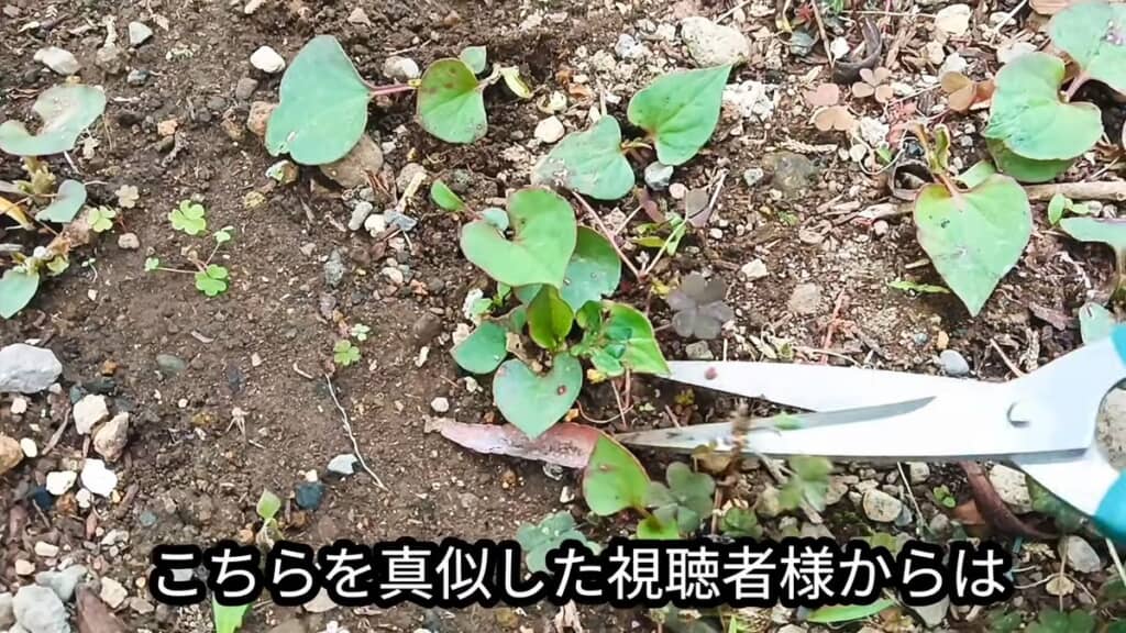 ハサミでドクダミを切る