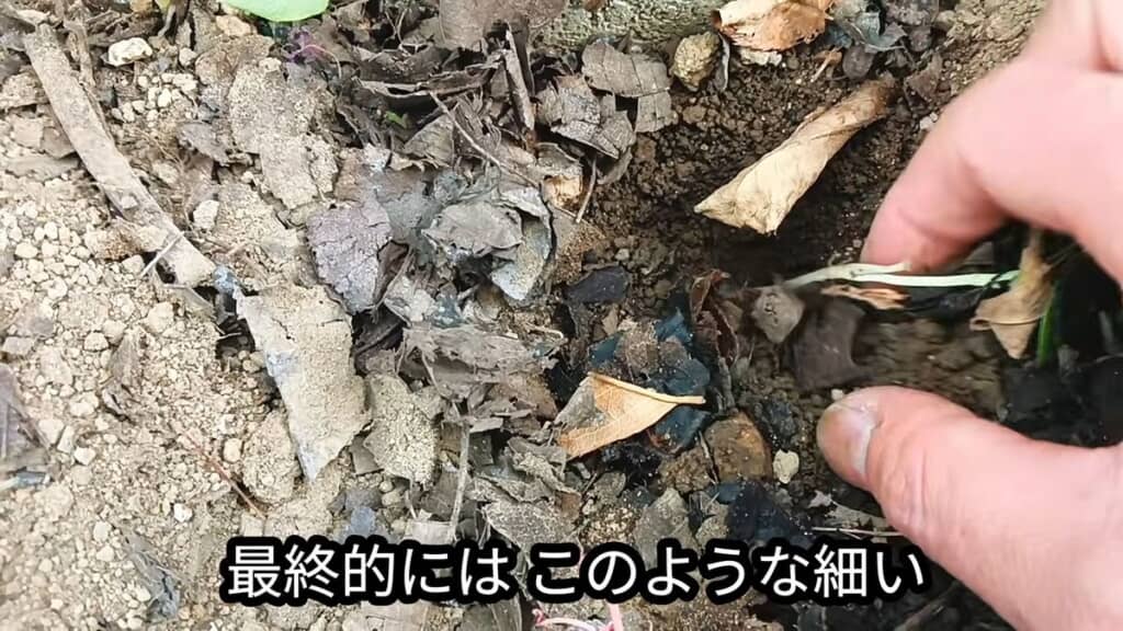 繰り返し葉を切られてやせ細ったドクダミ