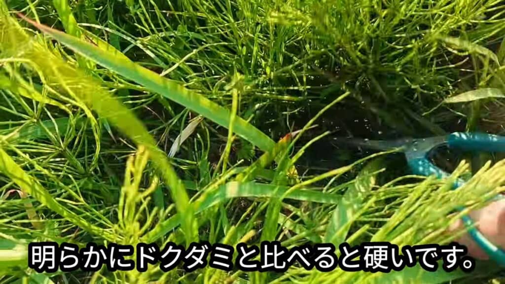 スギナをハサミで切る