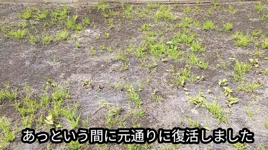 再び生えてきたスギナ