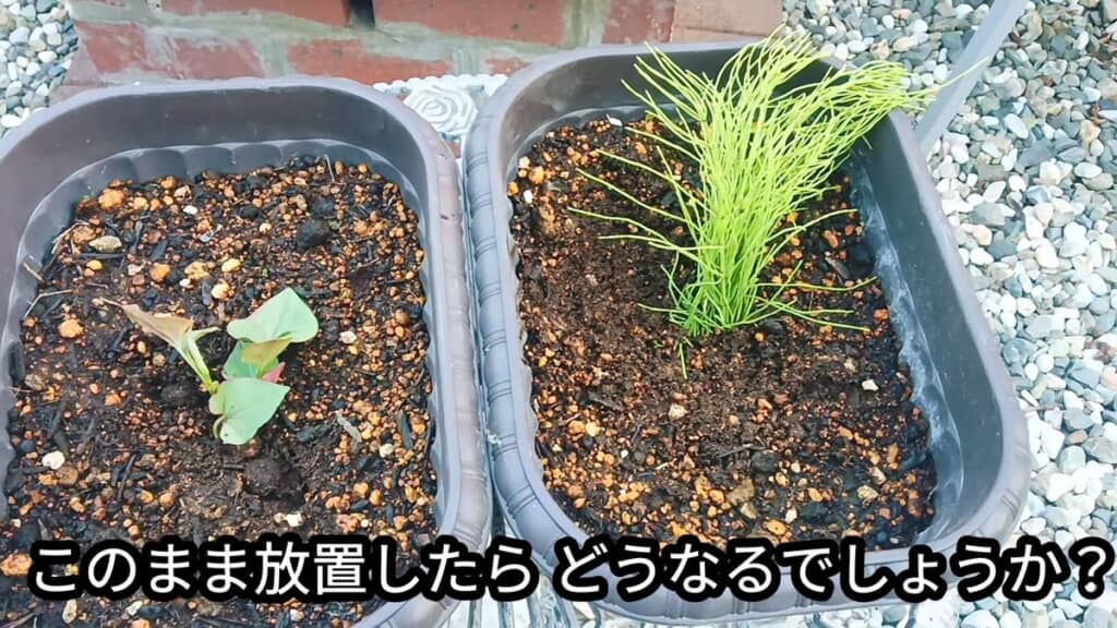 切ったドクダミとスギナを地面に植えた