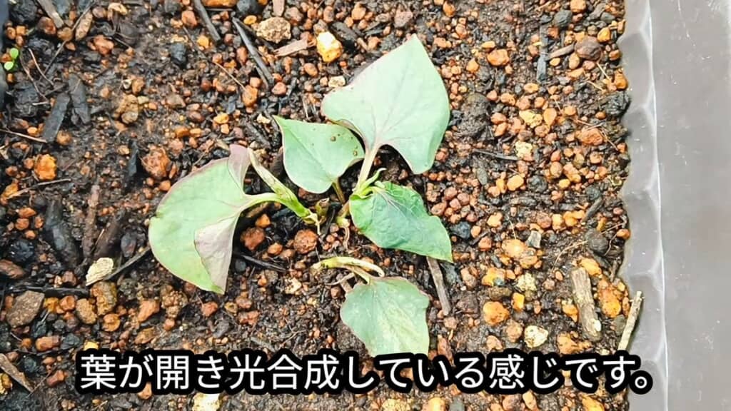 再び根付いたドクダミ