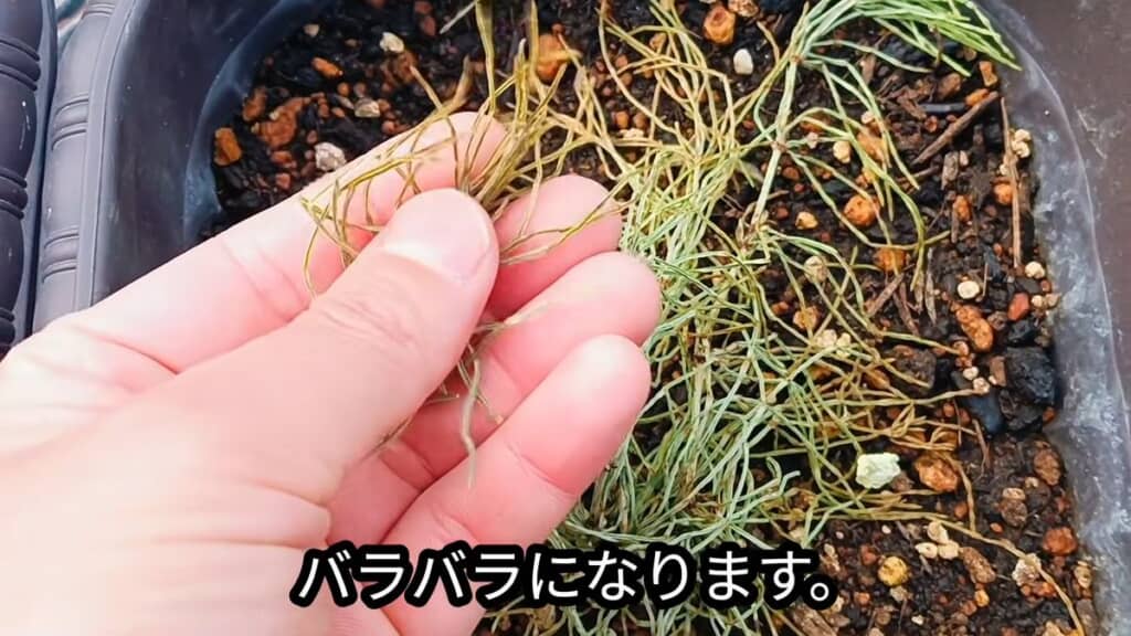 枯れたスギナ