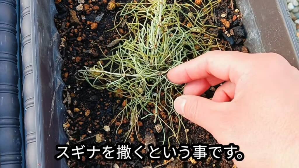 スギナの地上部をスギナの生えている場所にまく
