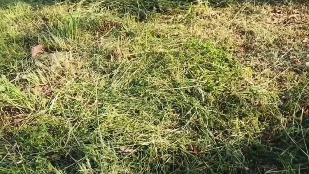 刈ったスギナの地上部をマルチとして敷いた状態