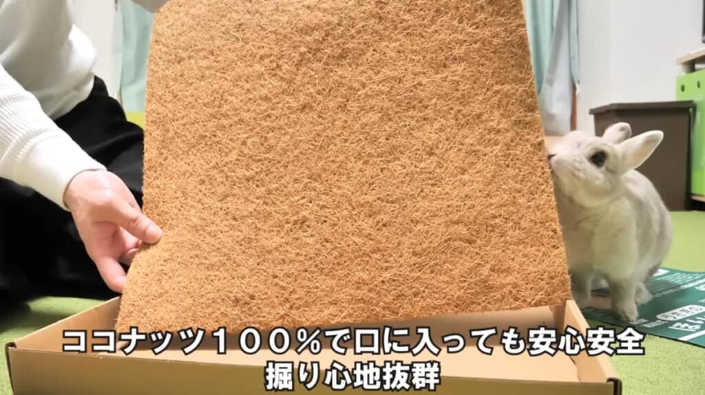 すでに興味津々なぽぽちゃん